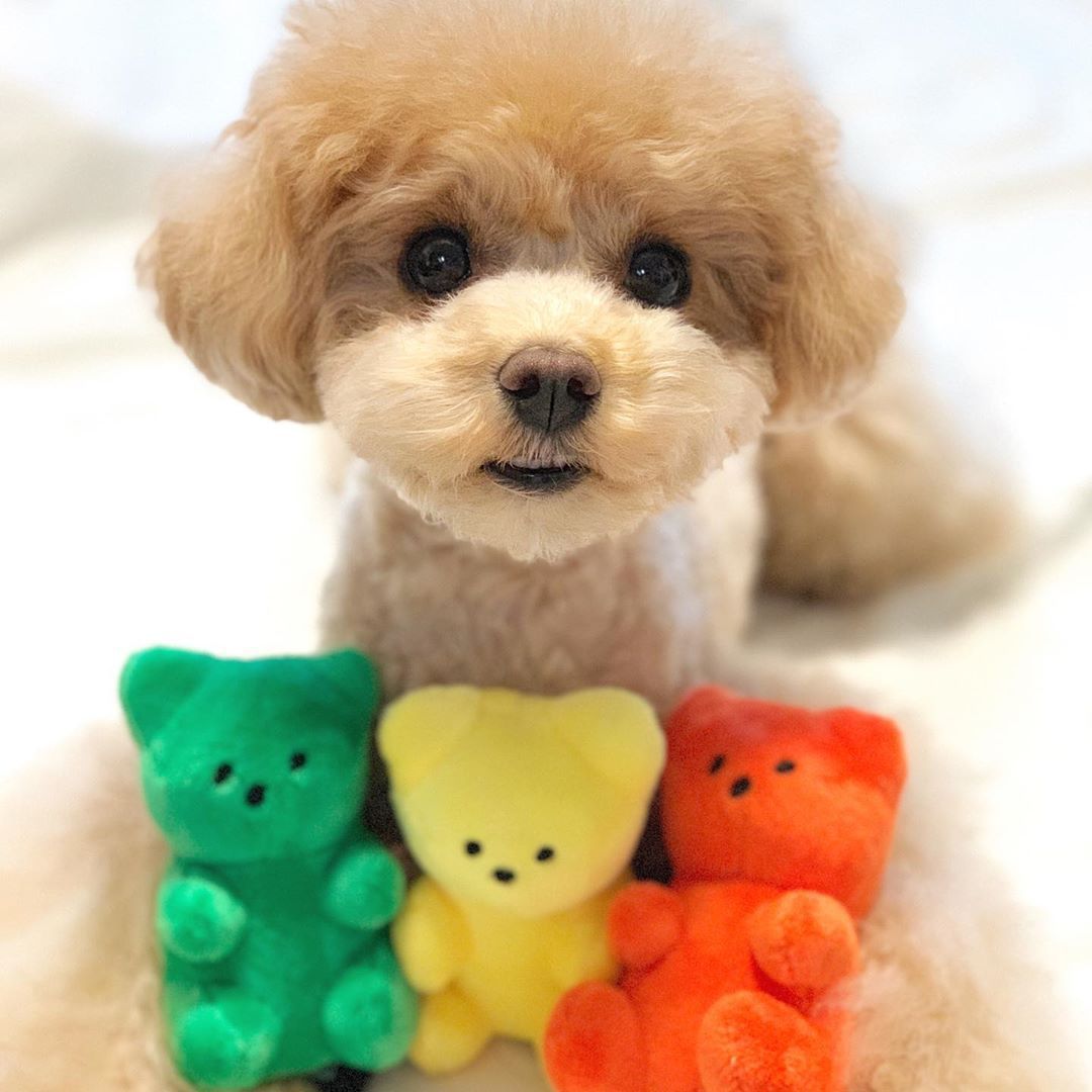 Plüsch-Bär-Spielzeug für Haustiere