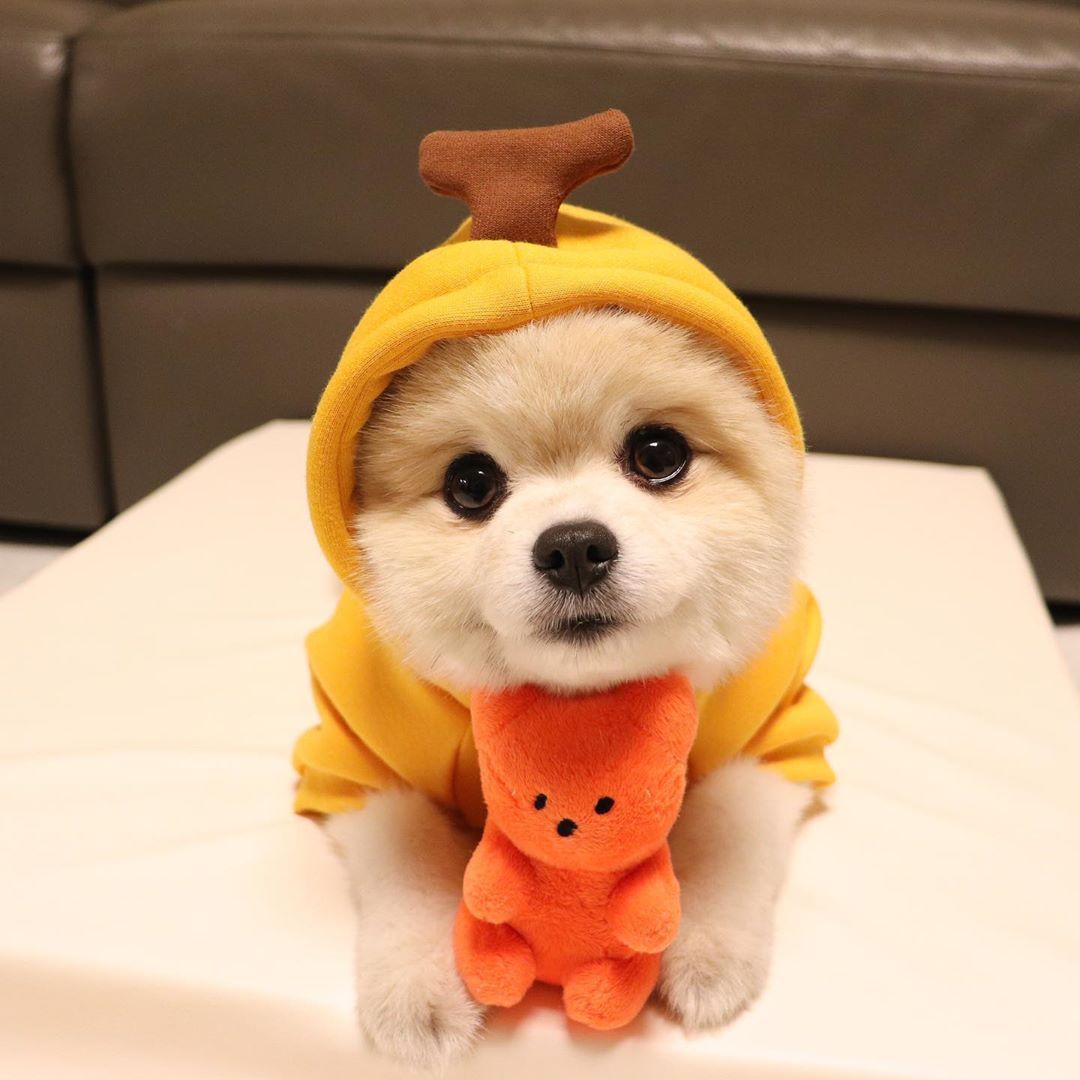 Plüsch-Bär-Spielzeug für Haustiere