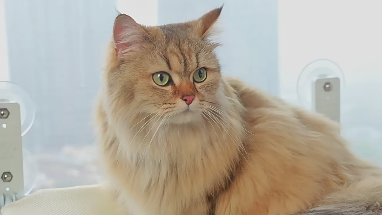 Katzen Fensterliege – Atmungsaktive Hängematte