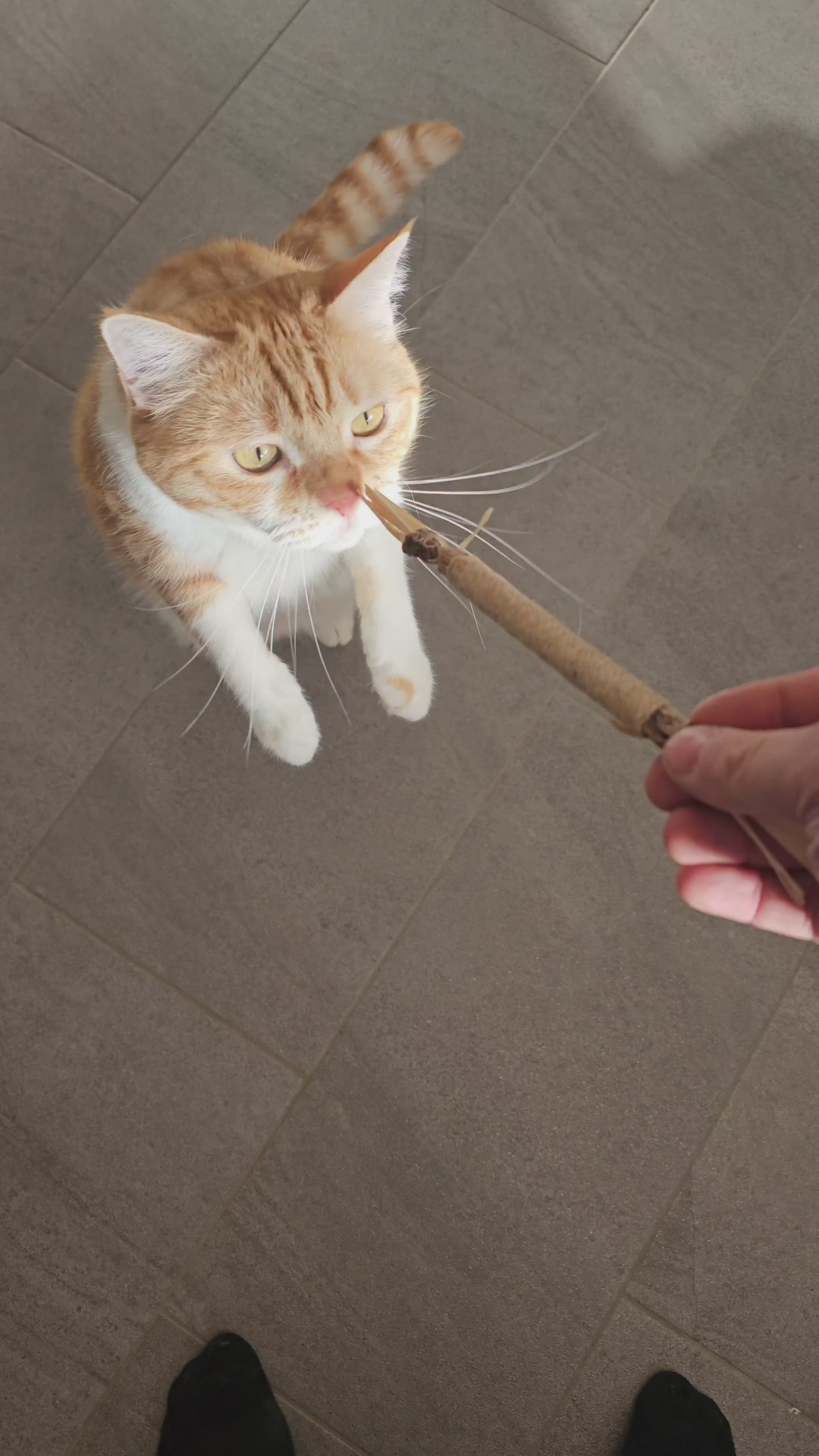 Matatabi Kausticks für Katzen – 100% Natürlich | Zahnpflege & Spielspaß